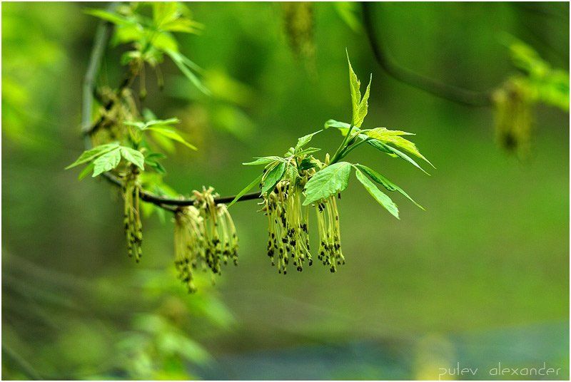 молодо,зелено,листья,клен,тест,д200,helios-40 1,5\\85 Молодо-Зелено....photo preview