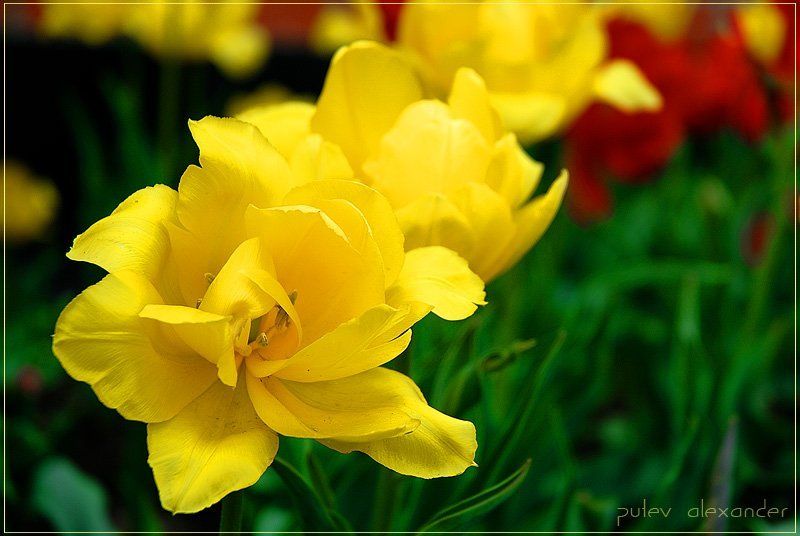 тюльпаны,праздник,день,победы С Днем ПОБЕДЫ !!!photo preview