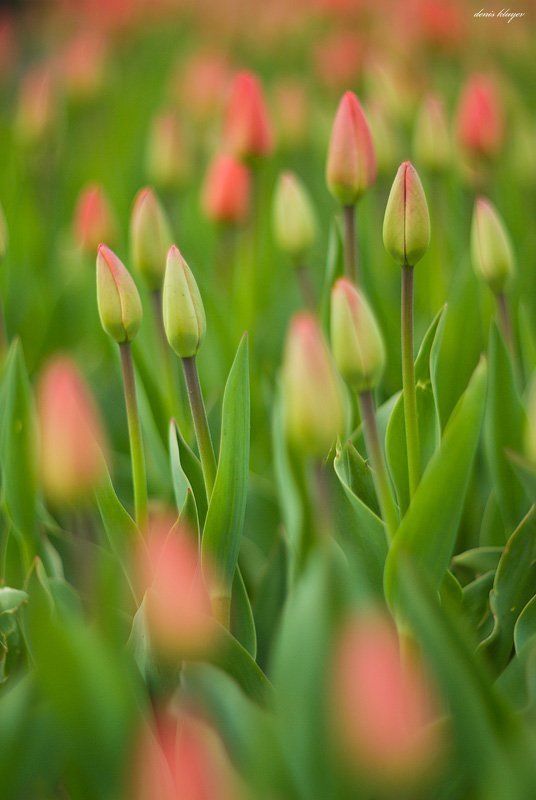 тюльпаны Праздничнаяphoto preview