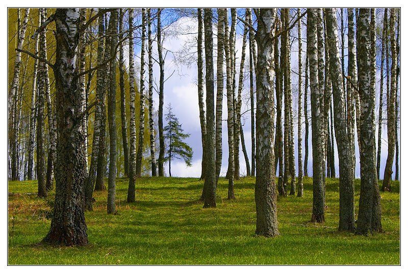 березы, парад, победа, май, весна Березовый Парад Победыphoto preview