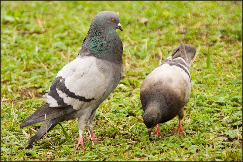 голуби Разрешите представиться!photo preview