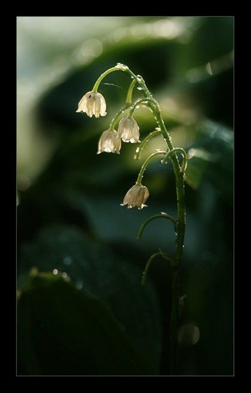 Слезы летаphoto preview