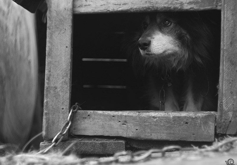 пиратphoto preview