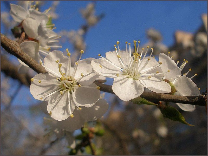 Я вчера фотографировала Веснуphoto preview