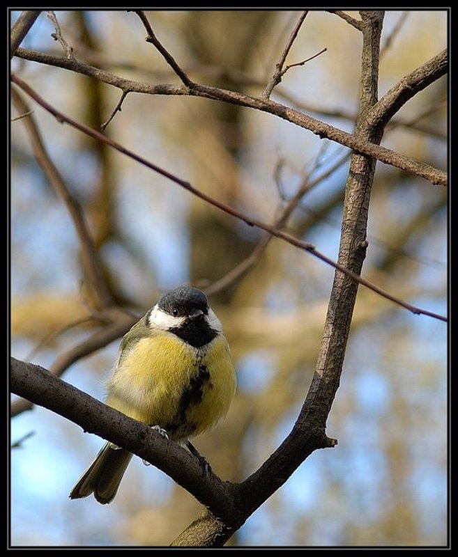 птица, синица НЕВЕЛИЧКАphoto preview