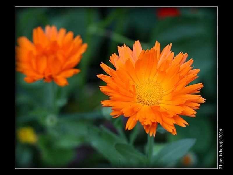 Цветок с открытой душой...photo preview