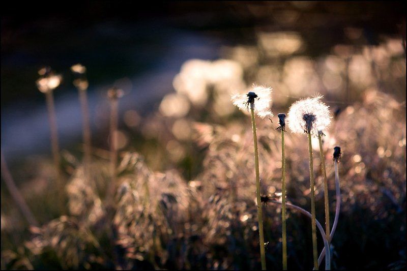 Подготовка к лету. Сезон одуванчиков.photo preview