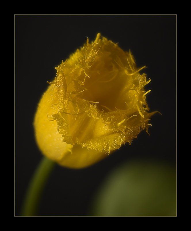 Цветочная серия (1)photo preview