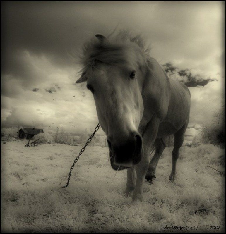 эх,мне бы дьявола-коня...photo preview