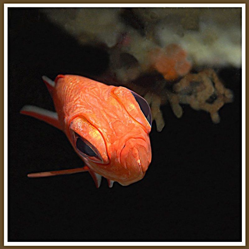 Инопланетянинphoto preview