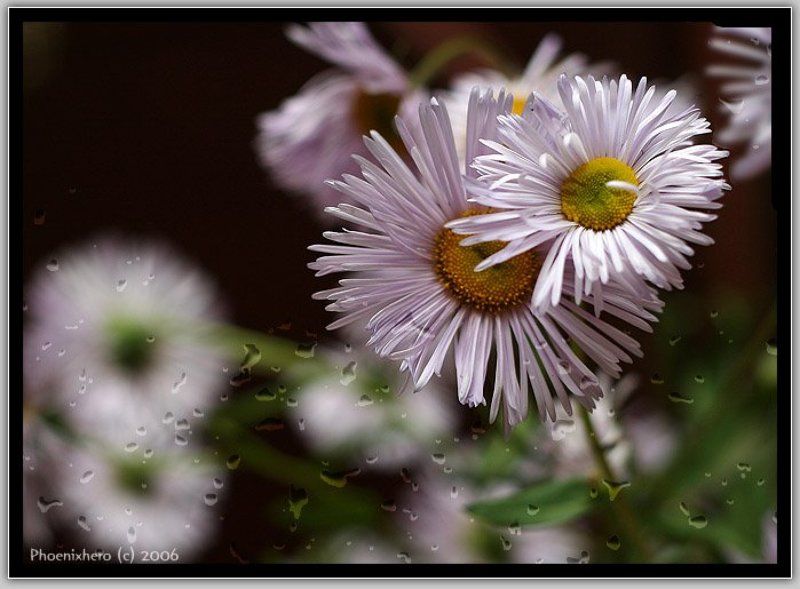 Сиреневые ромашкиphoto preview