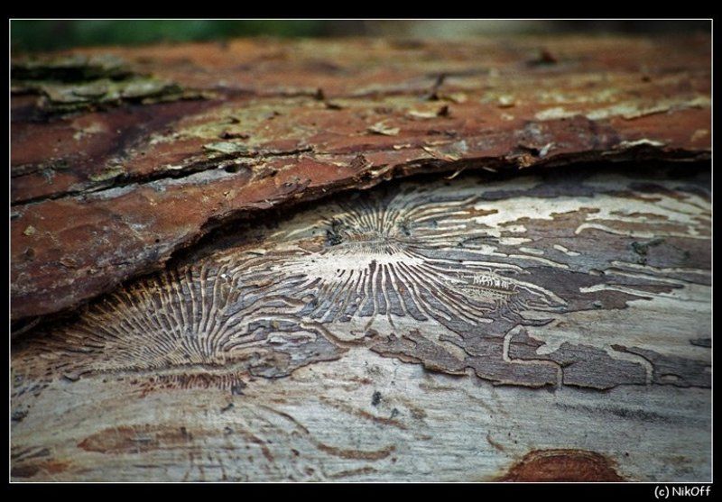 дерево, сосна, кора ...дерево...photo preview