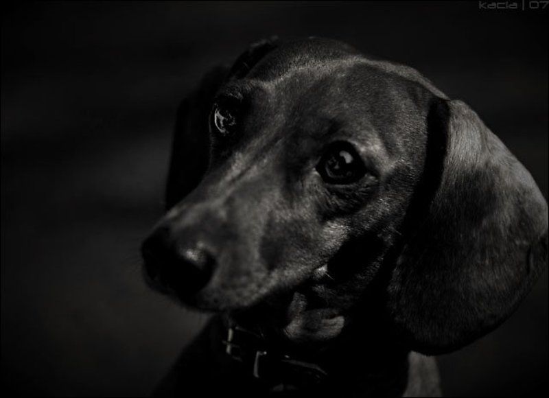 такса, животные, собака глазаphoto preview