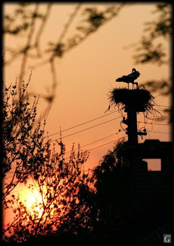 турция, эфес, закат, аисты, апрель Закат с аистами.photo preview