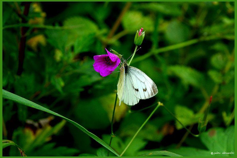 краски,лето,архив,бабочка,колокольчик,трава,зелень Краски лета...photo preview