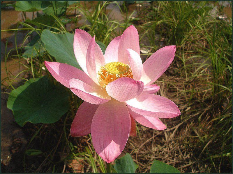 Лотосphoto preview