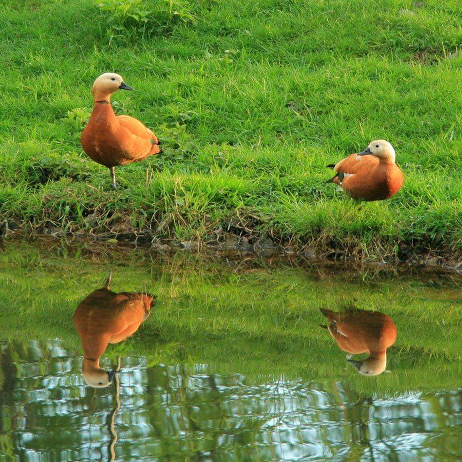 На пруду. Автор: Александр Ларцев утки, пруд, парк, Александр Ларцев