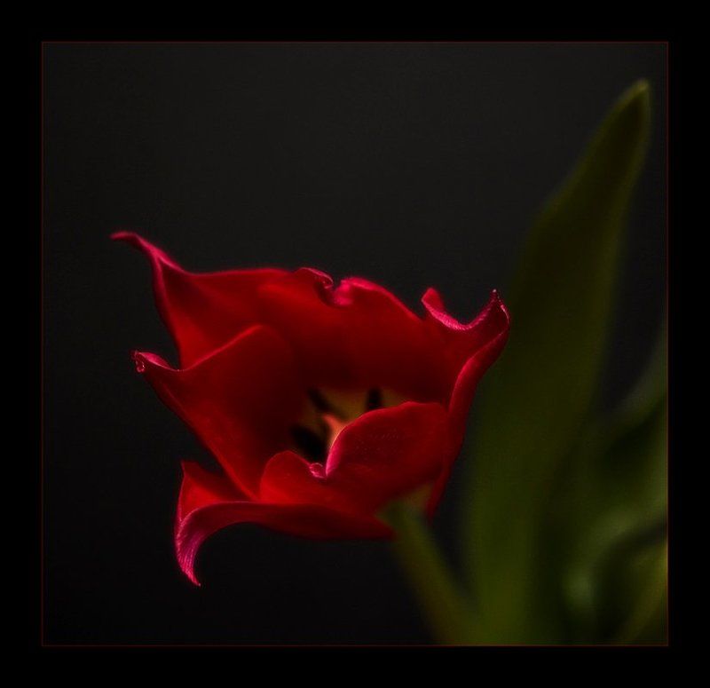 Цветочная серия (2)photo preview