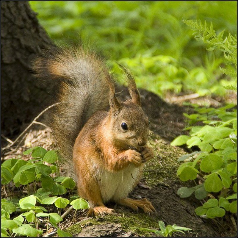 петергоф, белка photo preview