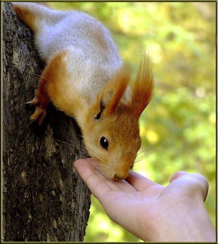 животные, белка, природа, общение с природой Еще хочу орешкиphoto preview