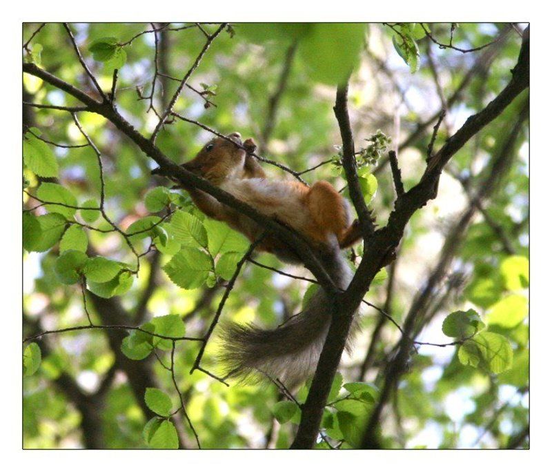 света ошметкова , природа, белка, белочка, орех Белочкаphoto preview