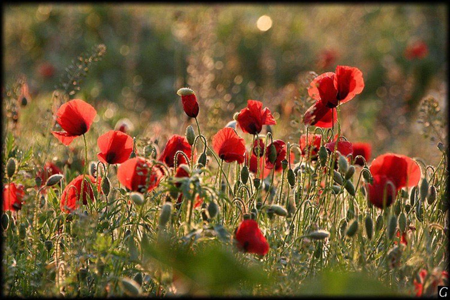 Маки на рассвете. Автор: Gorshkov Igor_Feanorus турция, апрель, маки, рассвет, Gorshkov Igor_Feanorus