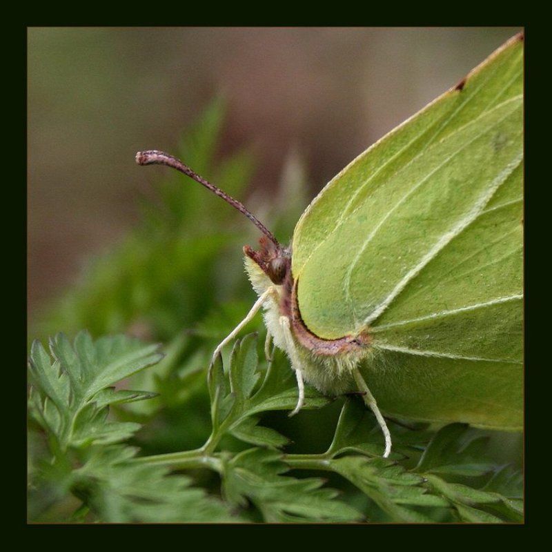 бабочка Балеринаphoto preview