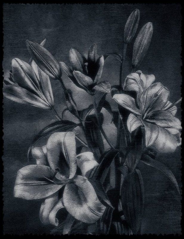 макро, лилия ***photo preview