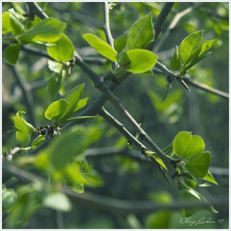 зарисовкойphoto preview