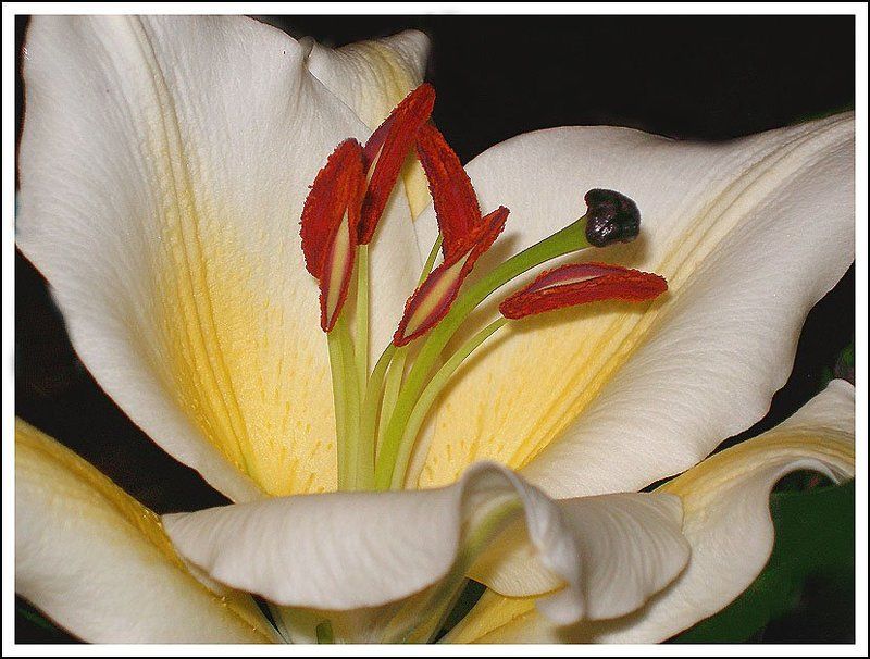 Лилия подаренная...photo preview