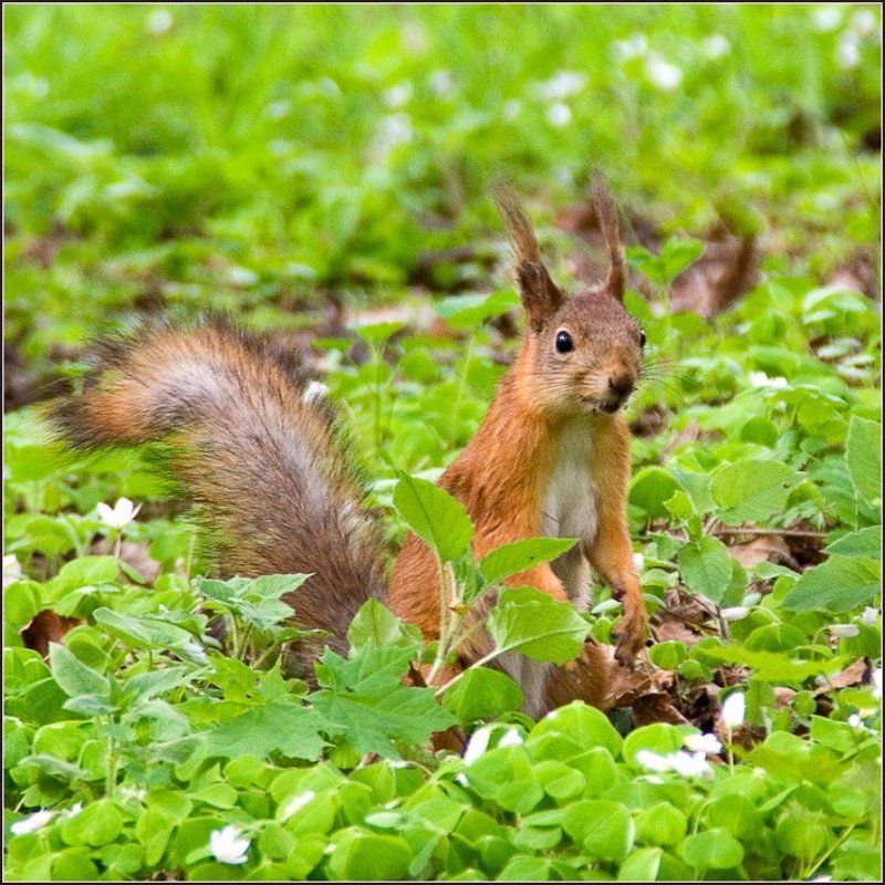 белка, петергоф кто здесь?photo preview