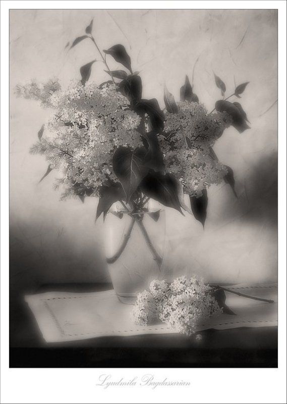 сирень Сирень и настроение...photo preview