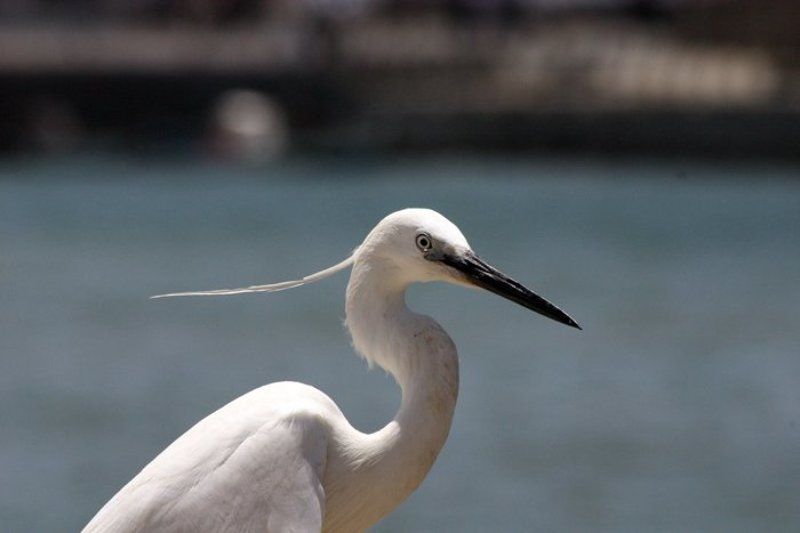 igalsc, genre Пират Средиземного моряphoto preview