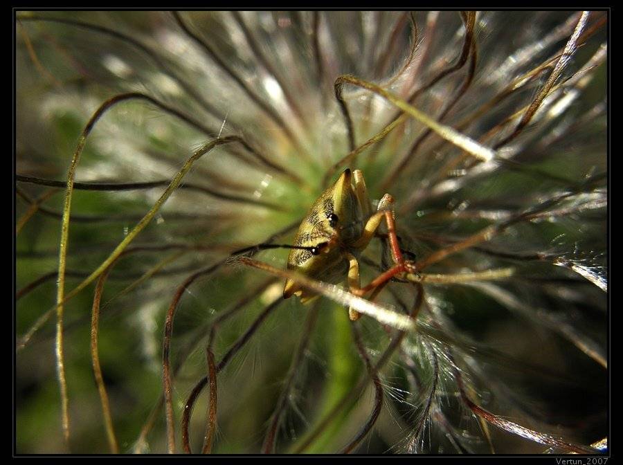 Цветок с глазами. Автор: Игорь Глушко клоп, сон-трава, Игорь Глушко