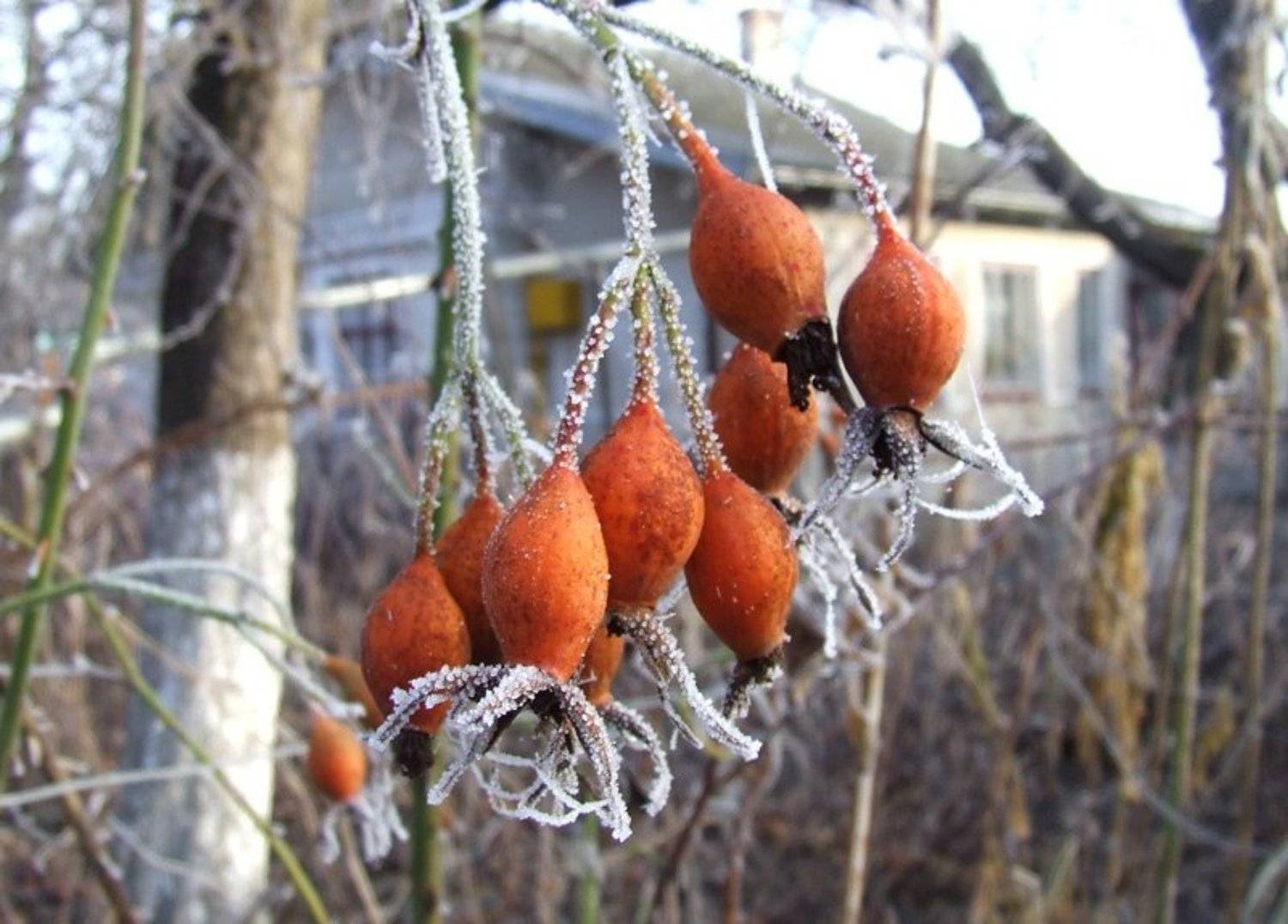 Иней. Автор: Андрій Слободян (Dorian) иней, Андрій Слободян (Dorian)