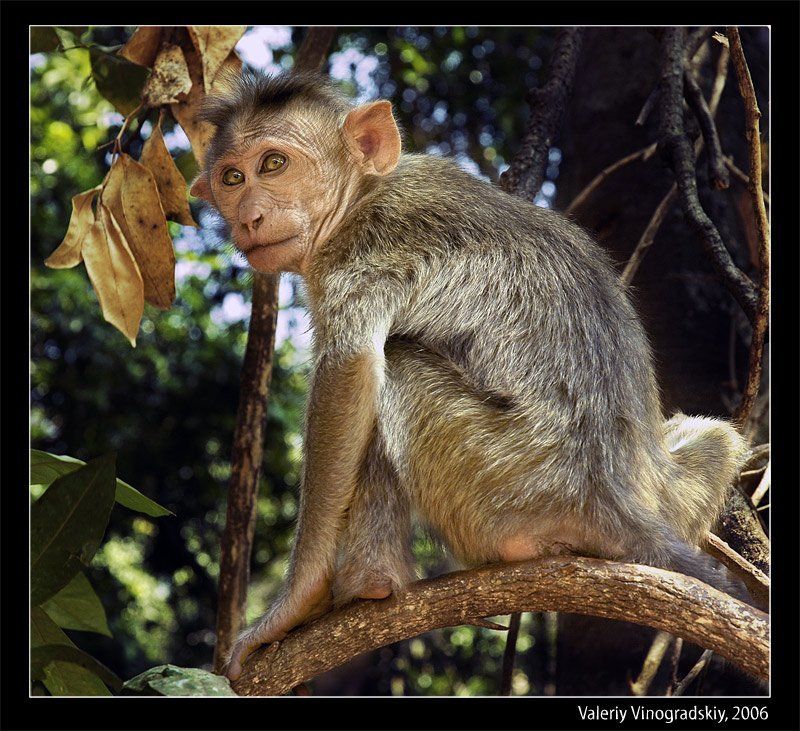 индия гоа обезьяна бандерлог джунгли валерий виноградский Бандерлогphoto preview