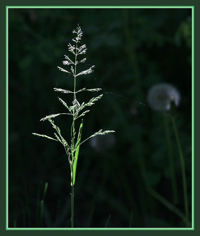 ...на проводе...photo preview