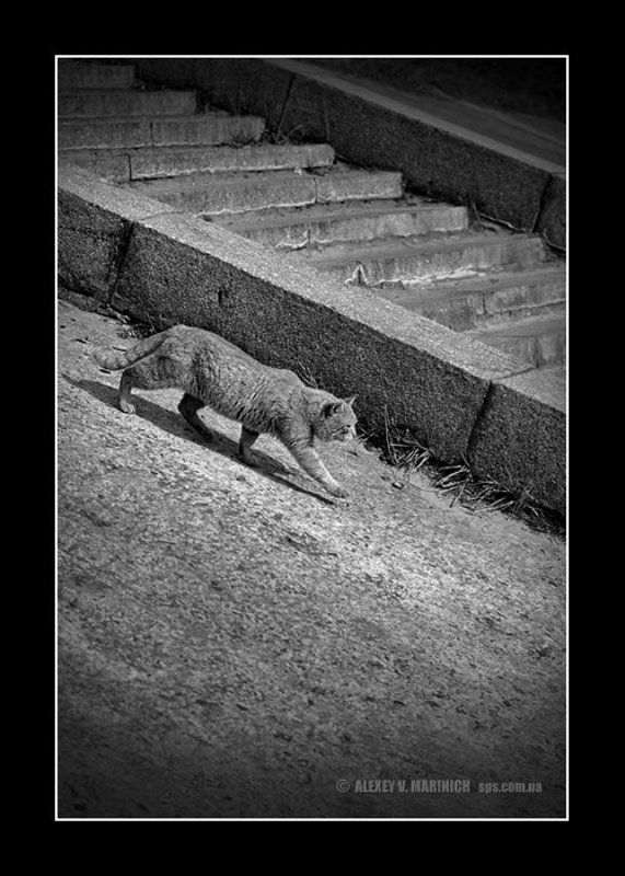 кот, чб, ч/б, дорога, киев, лето Кот, который гулял сам по себеphoto preview