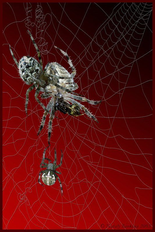 фотоарт,паук,пауки,коллаж C\'est la viephoto preview