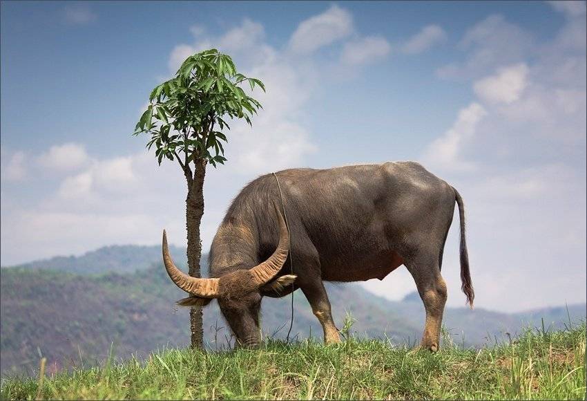 ***. Автор: makedonskaja буйвол и дерево, makedonskaja