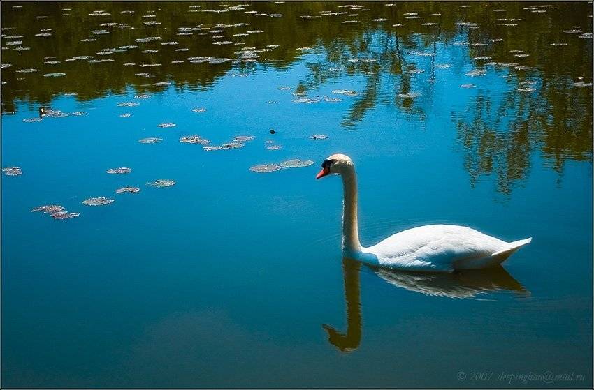 Агрессор.... Автор: Pilgrim агрессивный лебедь, Pilgrim