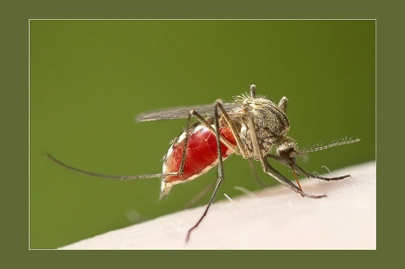 Предсмертная порция Жизни...photo preview