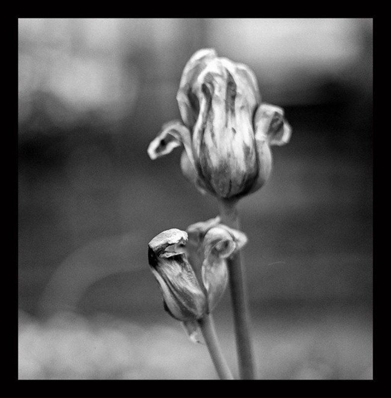 ч/б, пленка Тюльпановая веснаphoto preview