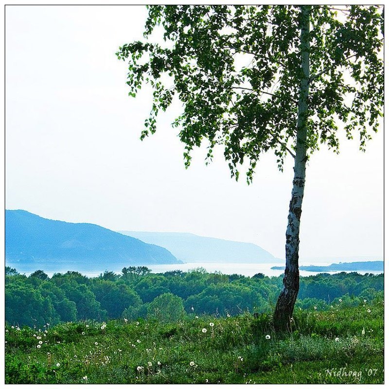 про Волгу, березу и одуванчики...photo preview