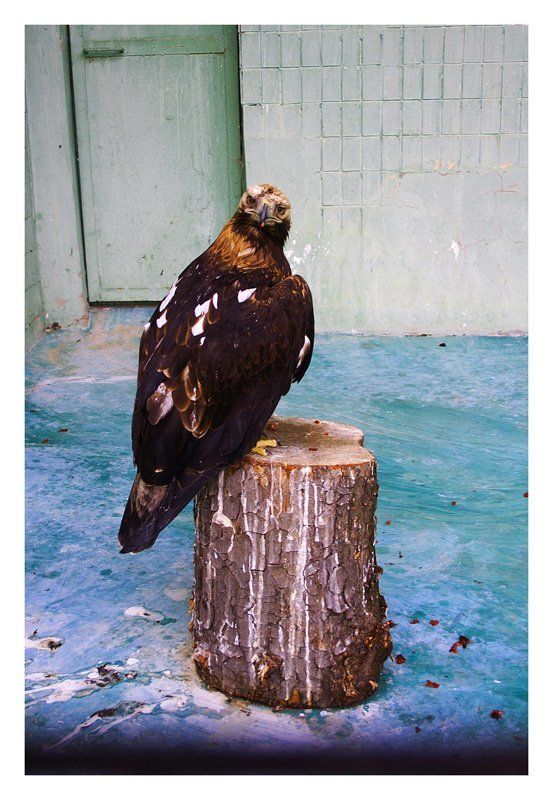 киев,зоопарк,орел бЕлан :)photo preview