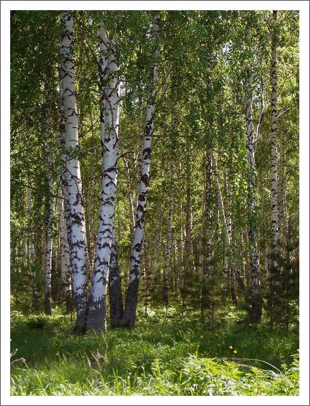 лес, березы, солнце, лето, роща В стране березового ситцаphoto preview