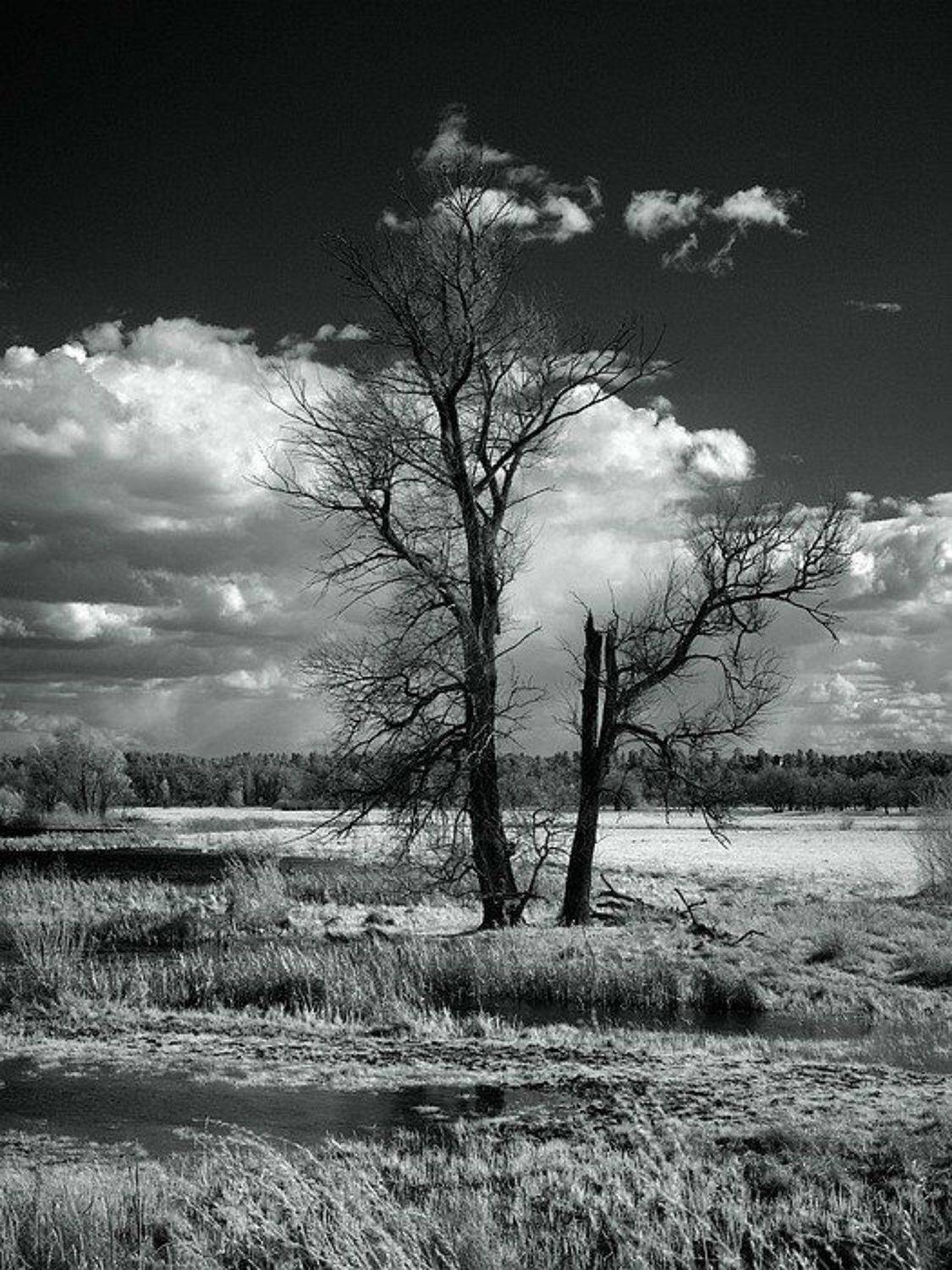 ик, пейзаж, апрель,, Марк Пономаренко