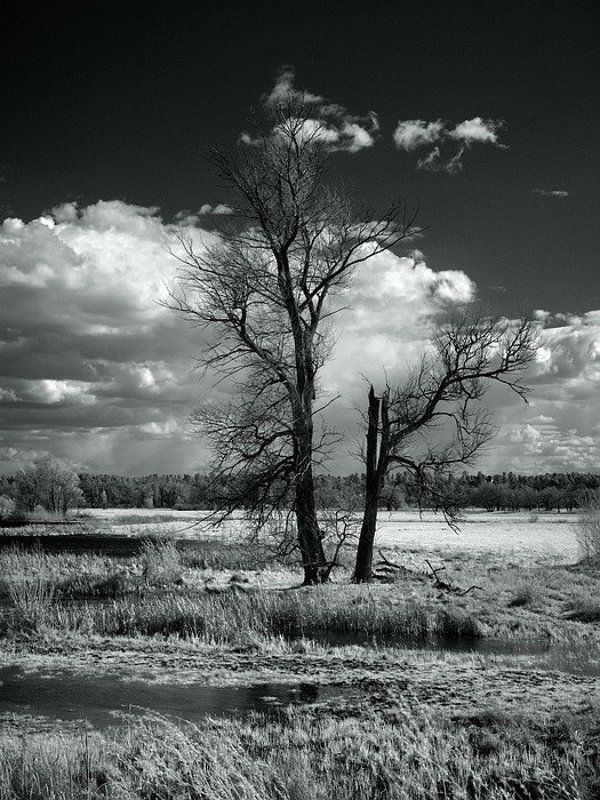 ик, пейзаж, апрель, апрельское, инфракрасное...photo preview