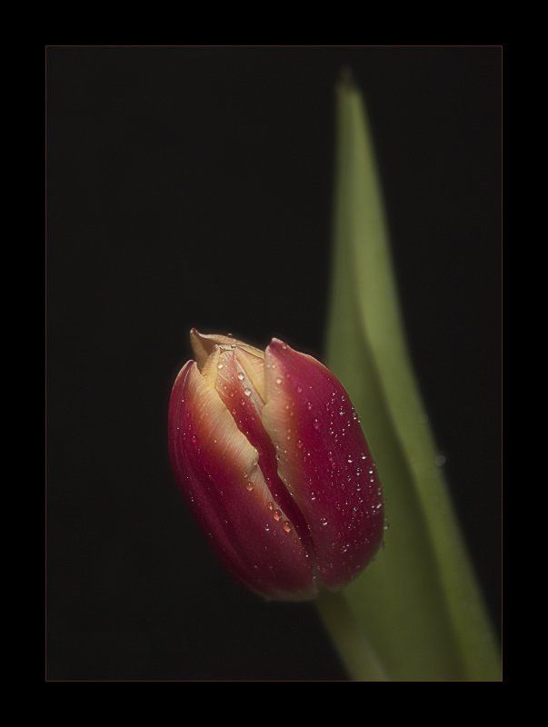 Цветочная серия (5)photo preview