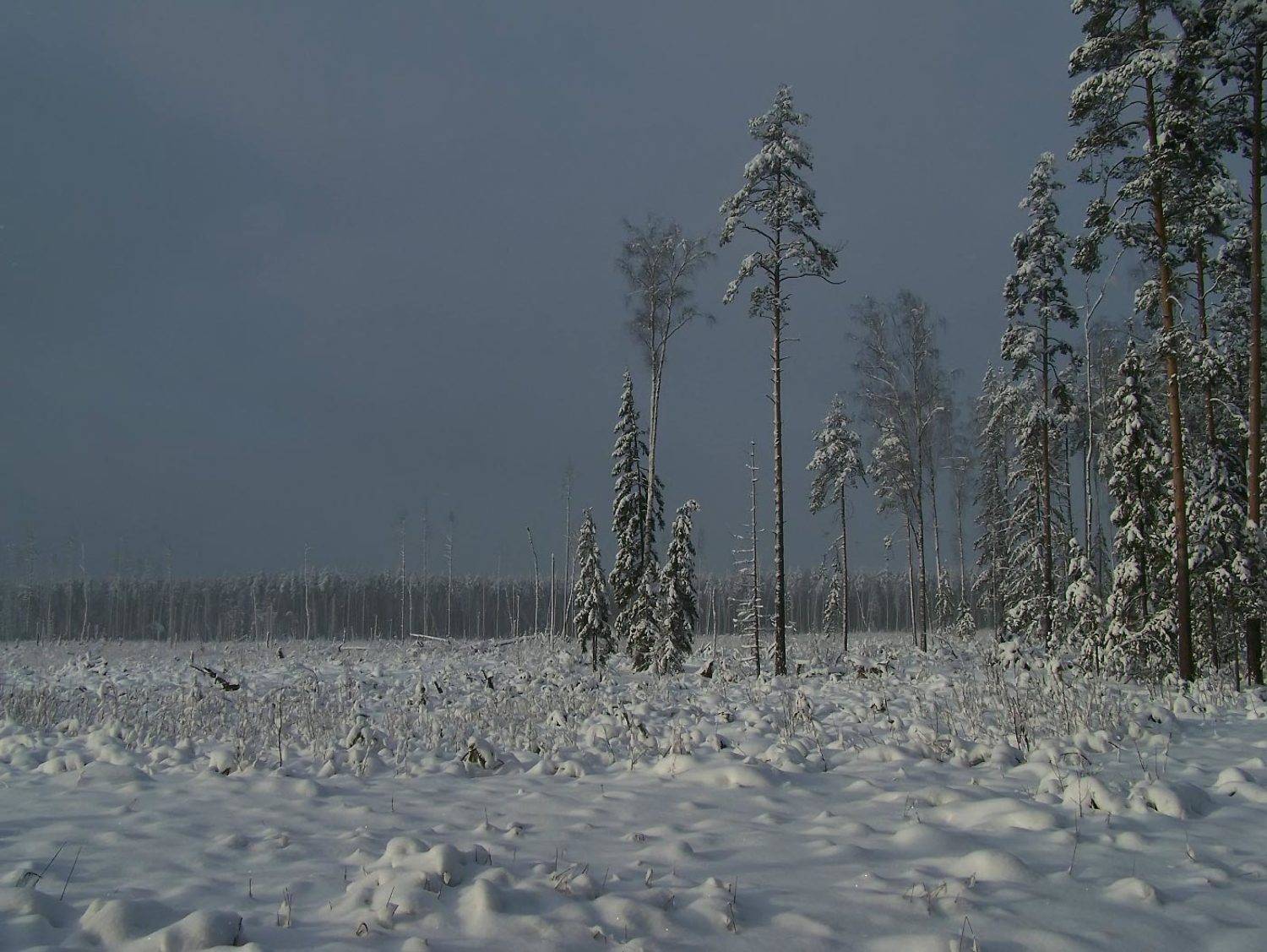 зима, снег, Вячеслав Довыденков